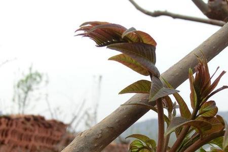 香椿芽到什么时候就没有了