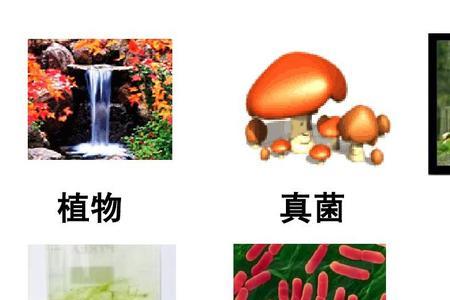 在生物中动物与植物的区别