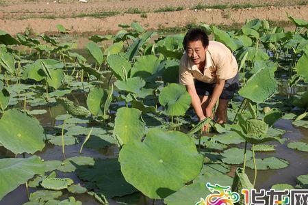 荷花怎么样变成莲藕