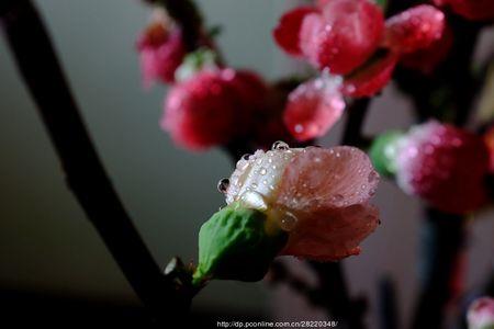 水梅花是怎么通过水传粉的