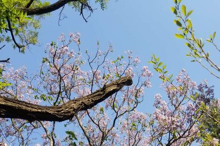 青桐子花是桐树花吗