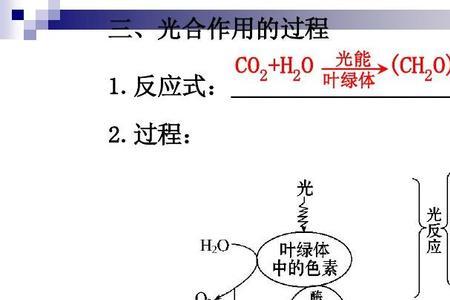 生物里光反应中的pi指的是什么