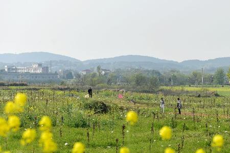 田野春色全诗