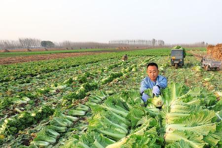 白菜萝卜种植时间和方法