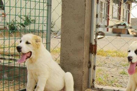 中亚牧羊犬幼犬生长标准