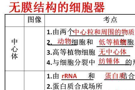 核糖体是细胞器吗