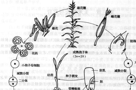 玉米种子的子叶发育成什么