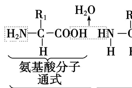 环状肽链是肽环还是肽链