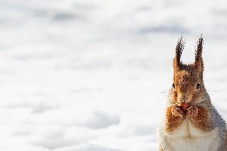 雪地松鼠养殖前景