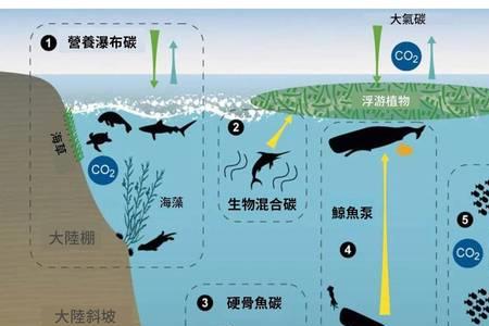 一鲸落万物生最好的生态循环