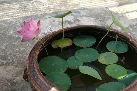 水缸种荷花需要每年重栽吗