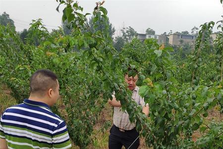 杜李树能嫁接萍果树吗