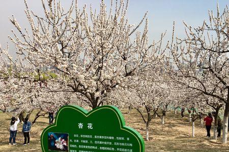 三年级植物记录卡杏花怎么写