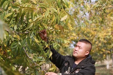 碧根果树一株一年能产几斤