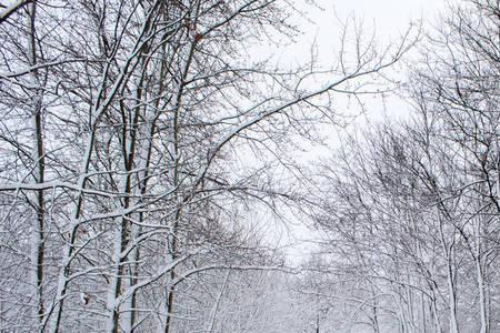 白雪皑皑和白雪茫茫的区别