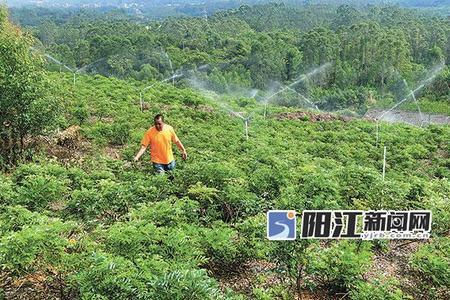 牛大力种植10亩地利润有多少