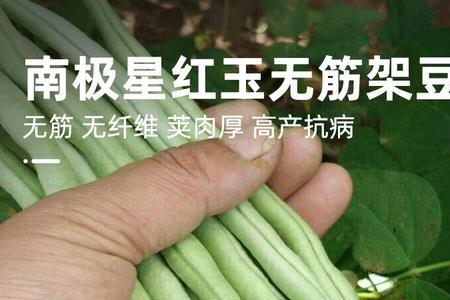 芸豆和架豆王的区别