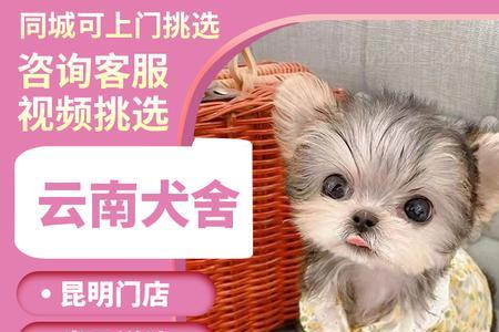 小型犬有哪些是金色的