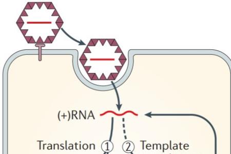 正链RNA