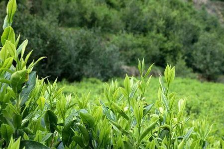 茶树属于附生植物吗