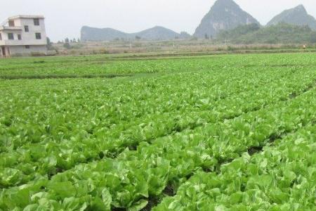 曼青和芥菜什么时候种植