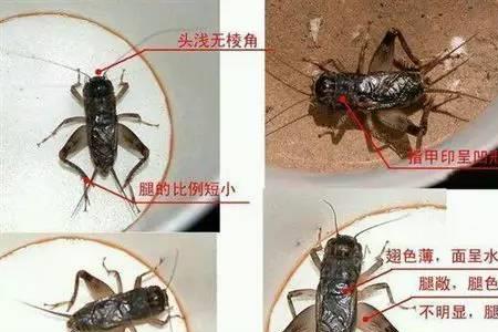 怎么分辨蟋蟀高级白虫