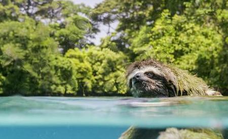 在水里游泳遇到水猴子怎么办