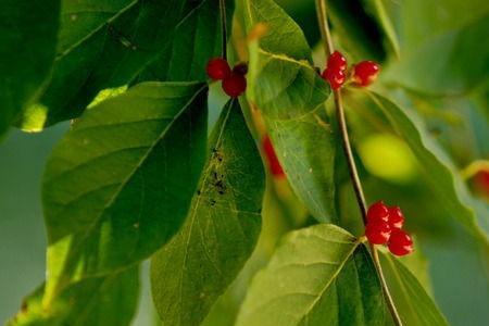 农村山里长的红豆豆的植物