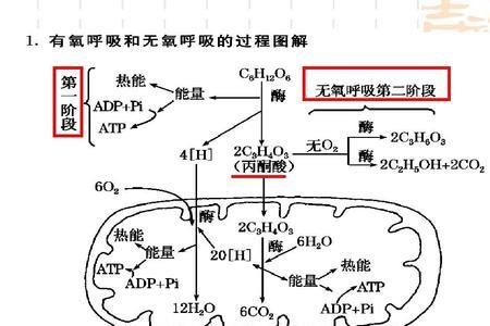 前氧与后氧有什么区别