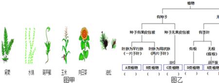 植物的生物学特性指的是什么