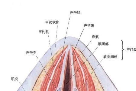 为何高音时喉头自然上移