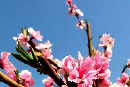 遍地开花和遍地生花的区别