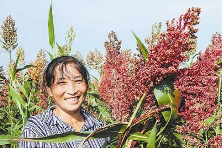 高粱在春天是什么颜色