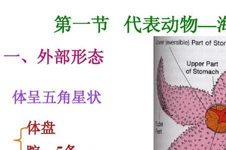 棘皮动物中胚层形成的结构