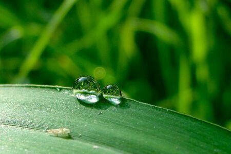 雨后晨露的意思