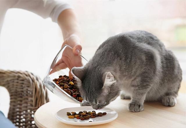 哪种猫不吃猫粮