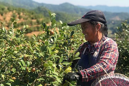 茶油的种植效果