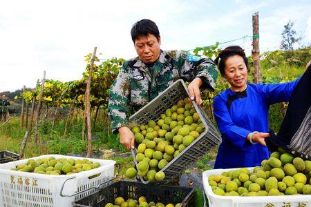 罗汉果不成熟可以摘下来吗