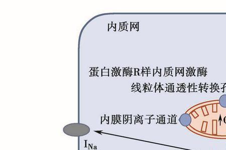 氧进入脑细胞后与什么氧化分解