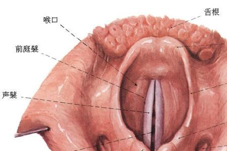 喉头和声带是如何发声的