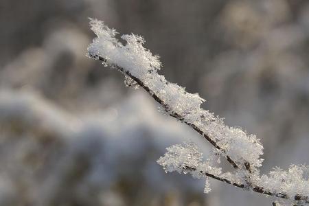 霜和雪的区别科普