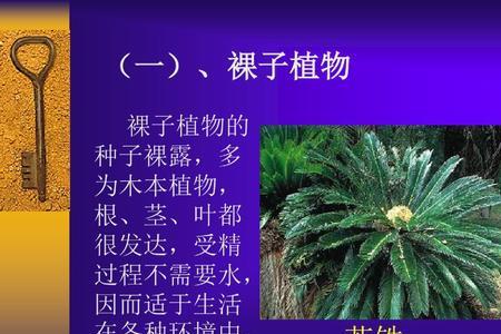 莲子是裸子植物还是被子植物