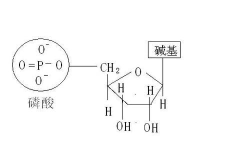 化学式中双等号是什么