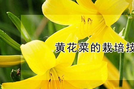 黄花油菜怎么种