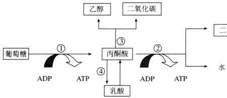 糖分解成什么