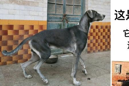 蒙古细犬好还是格力犬好