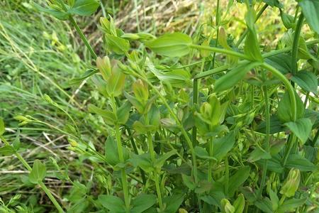 田基黄人工种植方法大全