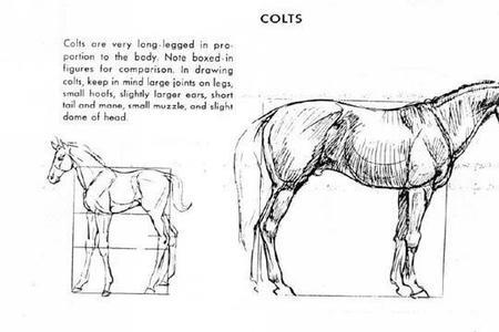 马的基本结构包括什么
