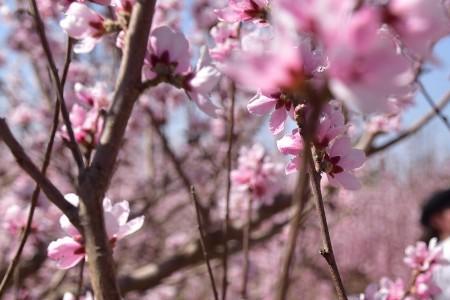 阳春三月红花开