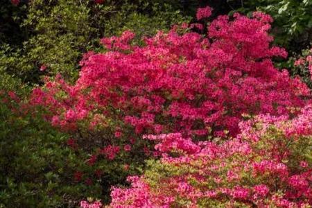 五莲九仙山杜鹃花开花时间